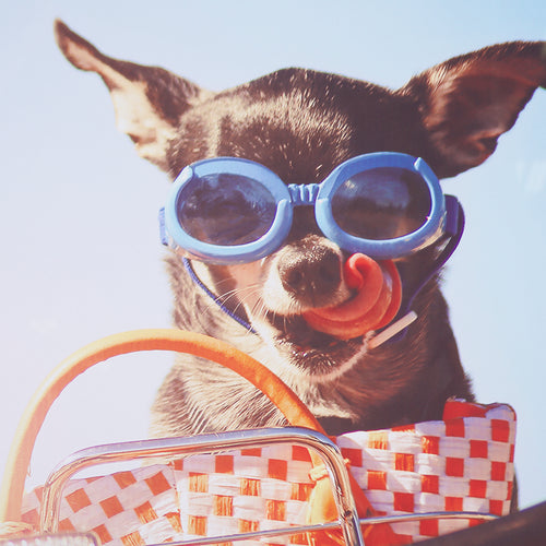 The Mercana 15361 Retro Chihuahua, adorned with blue goggles and a playful tongue-out expression, creates an eye-catching decor statement as it perches in a basket under the clear blue sky.