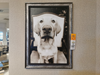 13542 Sitting Dog Wall Art